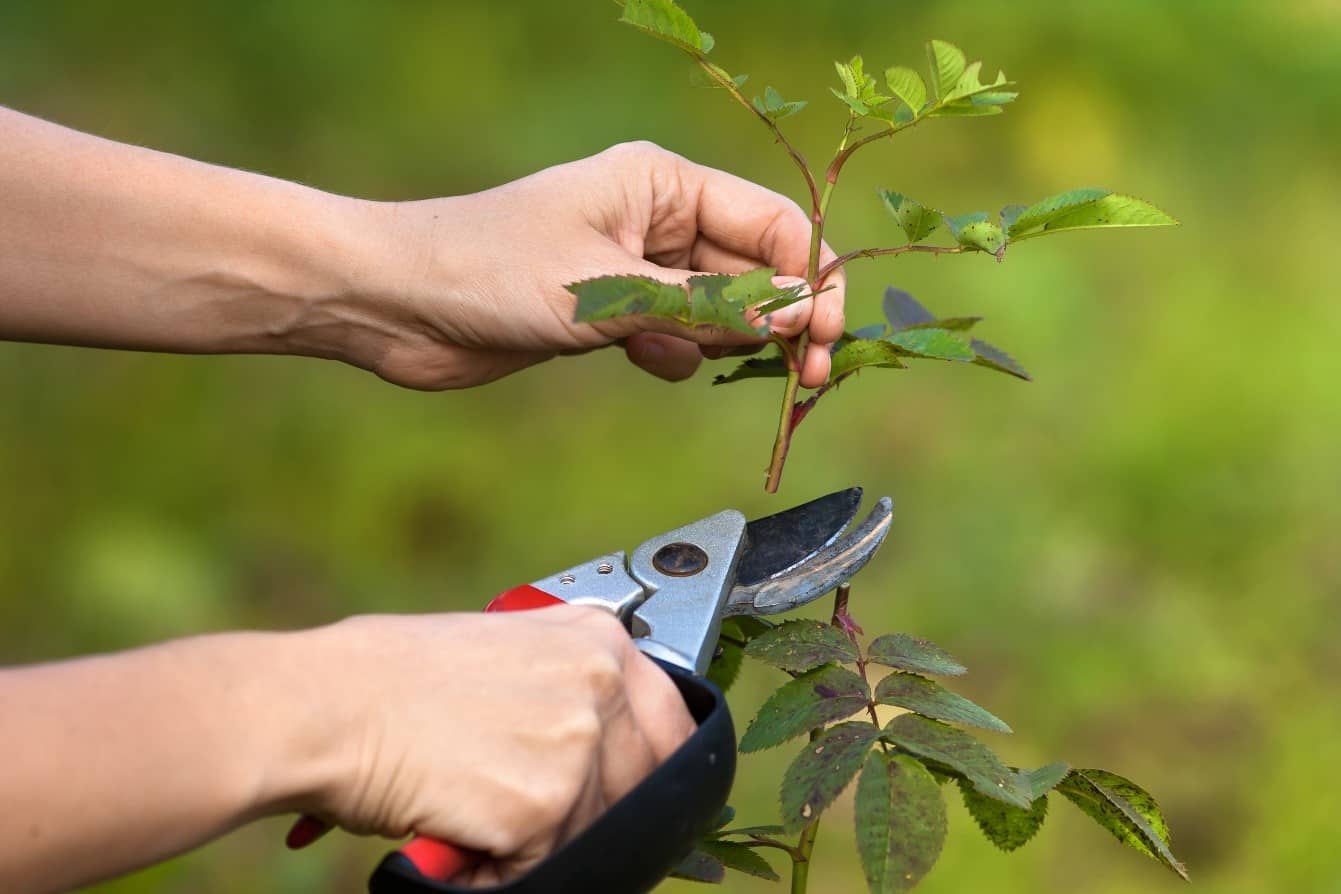 lubrifierea foarfecii de grădină