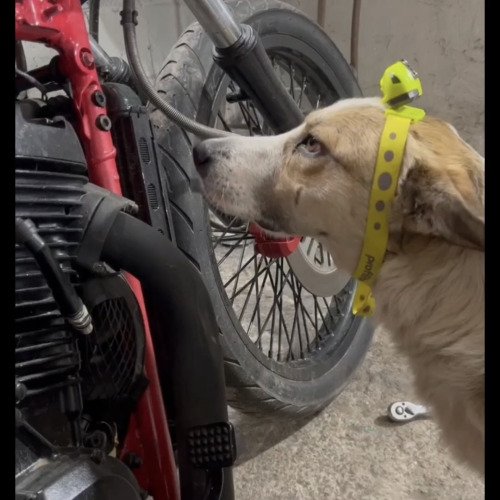 Resuscitare mecanică